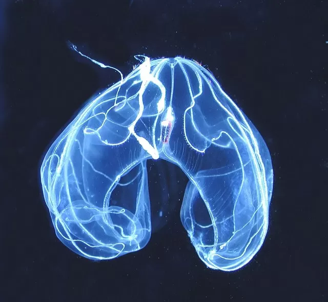 Ocyropsis