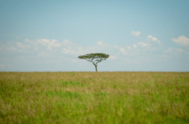 Grass Lands