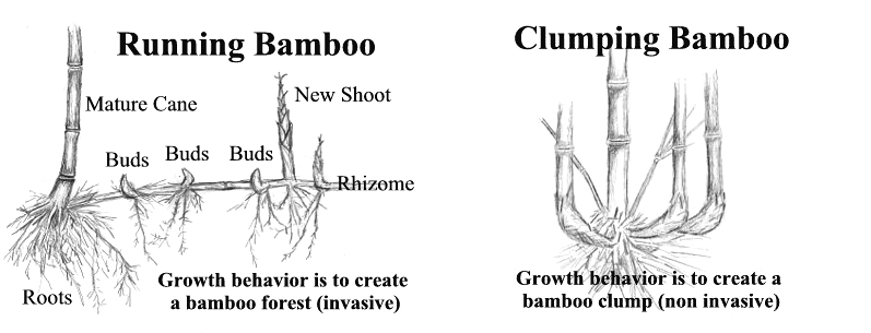 rhizomes that run horizontally under the ground. New buds and roots emerge from the nodes of the rhizomes. Most buds remain d
