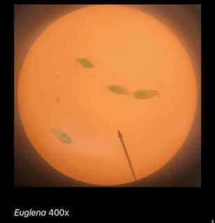 Euglena 400x
