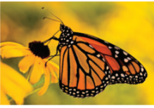 Monarch butterfly
(Figure 8)