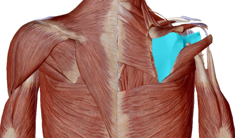 Subescapular