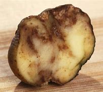 Potato Blight
