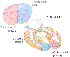Trajet des voies visuelles