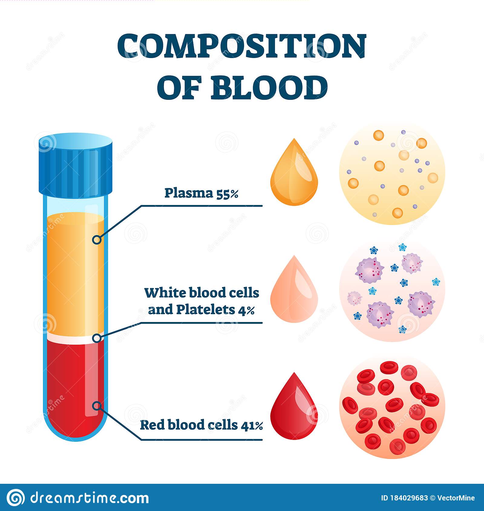Composition of blood