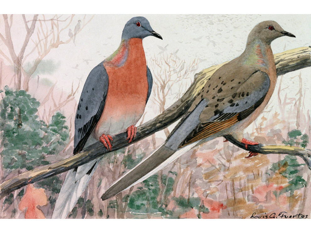 Use to hunt Passenger Pigeons