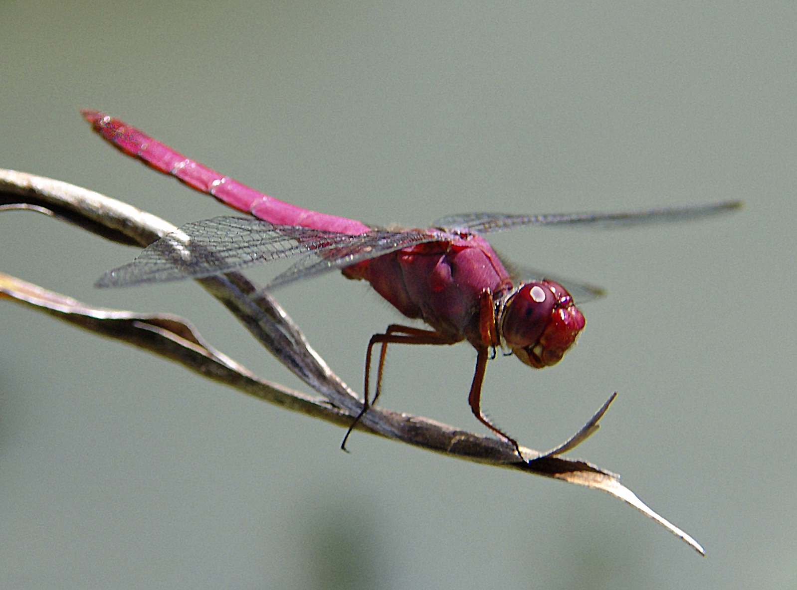 Dragonfly