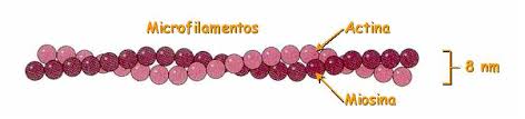 MICROFILAMENTOS: