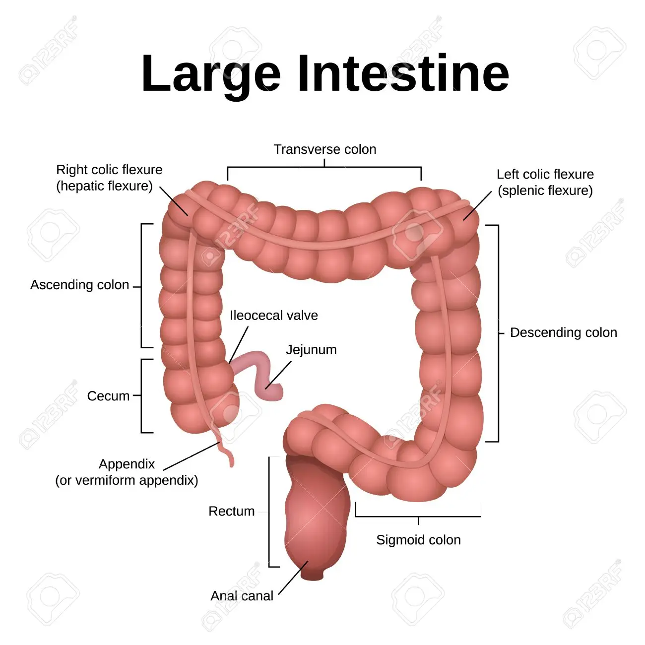 Detailed large intestine