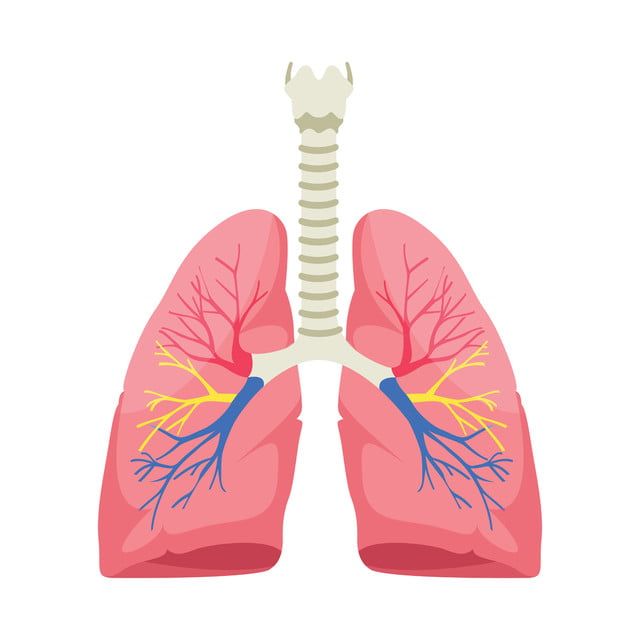 Síndromes Pulmonares y Patologías más Frecuentes