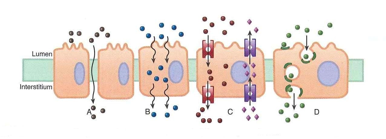 Permeation Principles