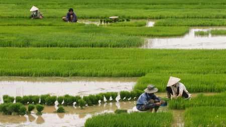 Rice Agriculture