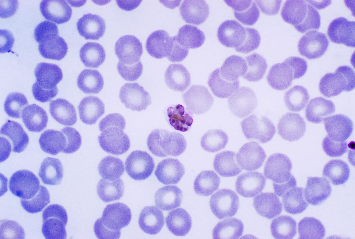 Plasmodium