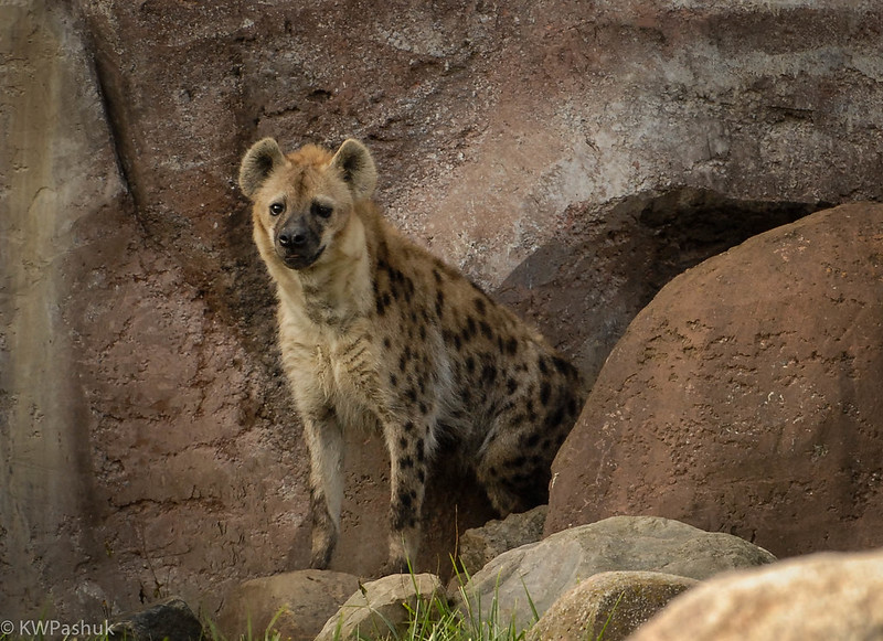 Hyena