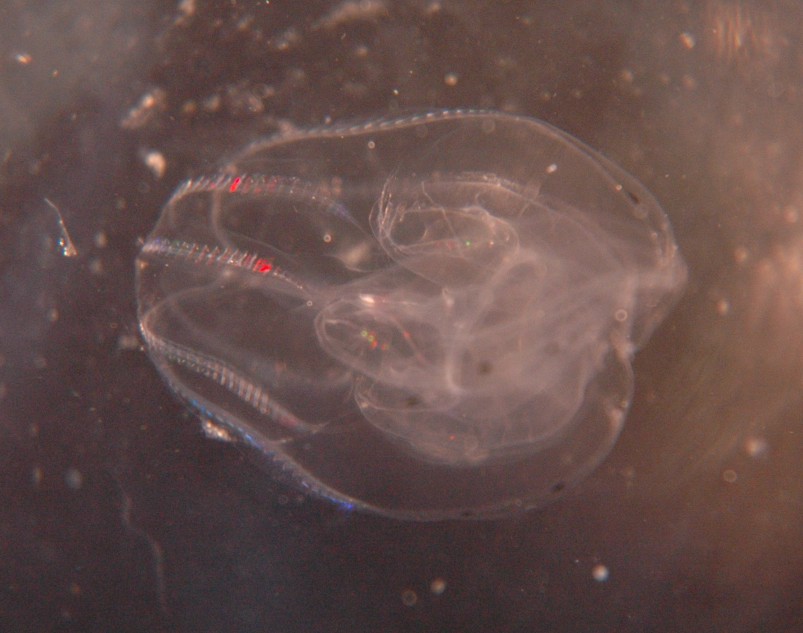 Bolinopsis infundibulum
