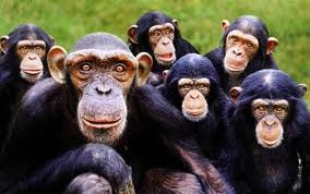 "Birds of a feather flock together."

People like to spend time with others who are similar to them.