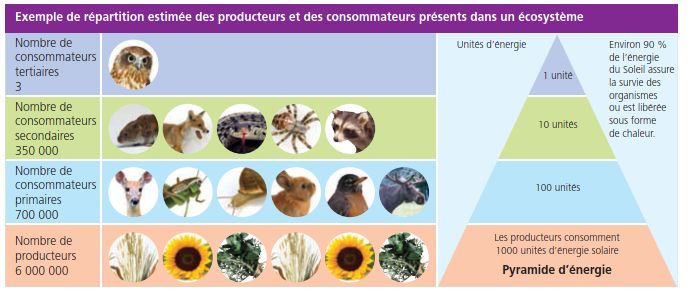 Une pyramide d'énergie représente le transfert d'énergie qui se produit dans chaque interaction alimentaire.