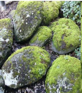 Ex.Mosses