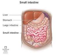 Small Instine