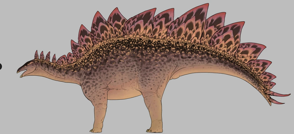 Stegosaurus stenops