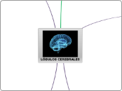 LÓBULOS CEREBRALES - Mapa Mental