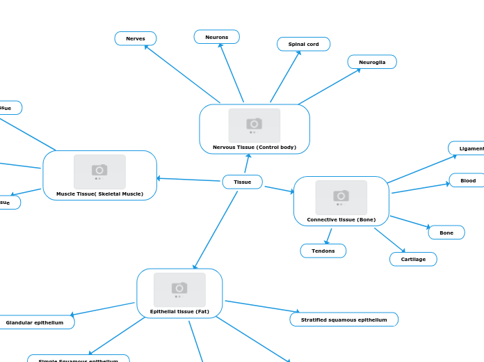 Tissue - Mind Map
