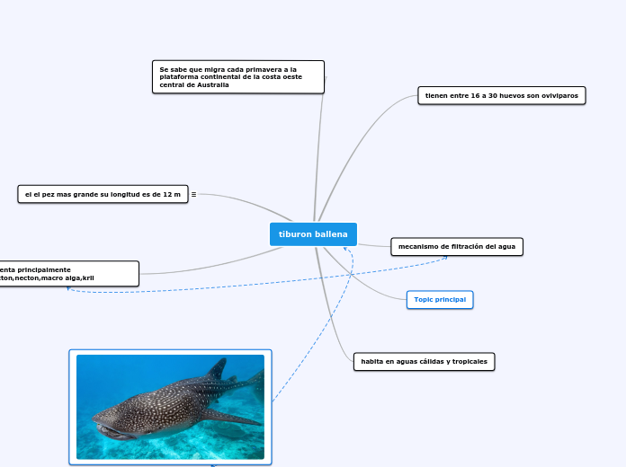 tiburon ballena - Mapa Mental
