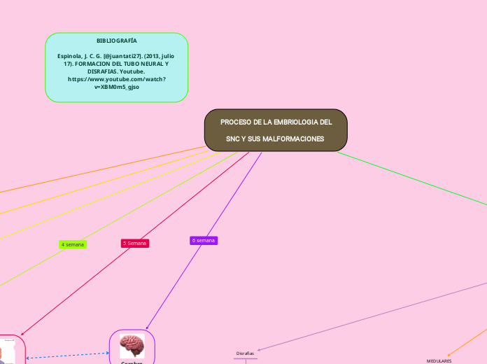 PROCESO DE LA EMBRIOLOGIA DEL SNC Y SUS...- Mapa Mental