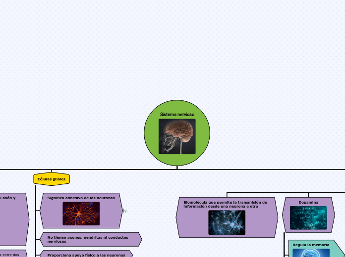 Sistema nervioso - Mapa Mental