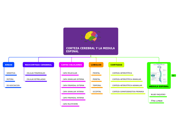 CORTEZA CEREBRAL Y LA MEDULA ESPINAL - Mapa Mental
