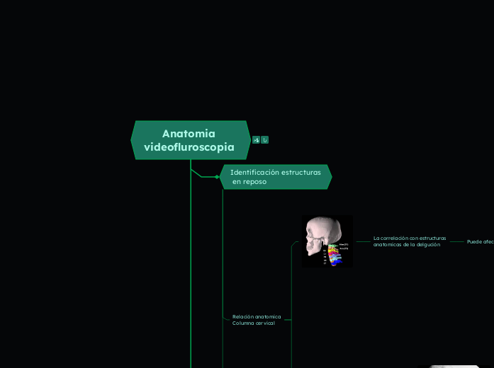 Anatomia 
videofluroscopia 