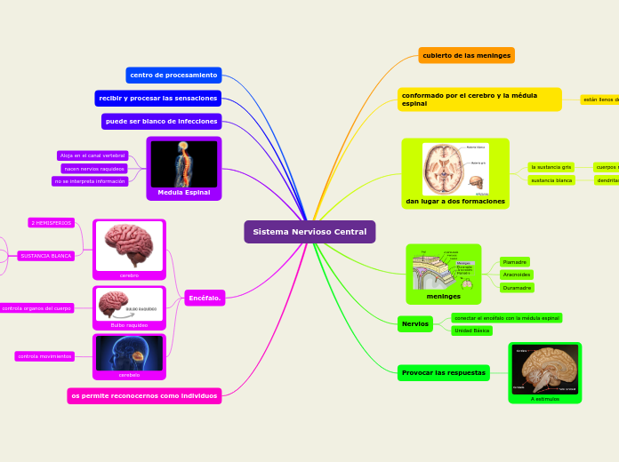 Sistema Nervioso Central - Mapa Mental
