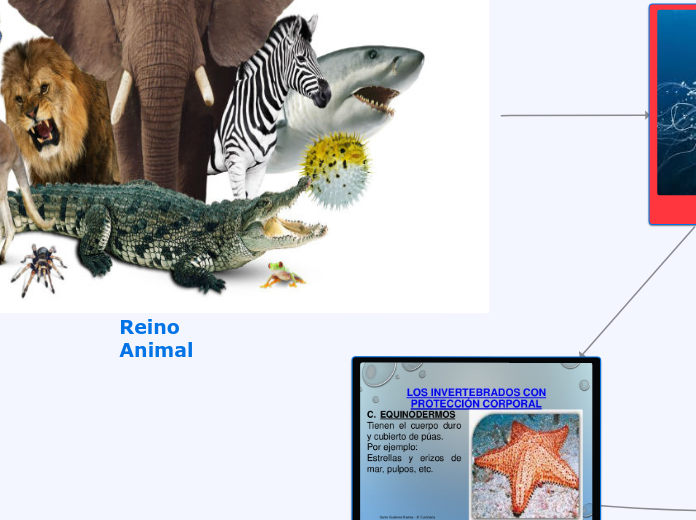 Reino Animal - Mapa Mental