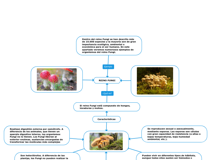 REINO FUNGI - Mapa Mental
