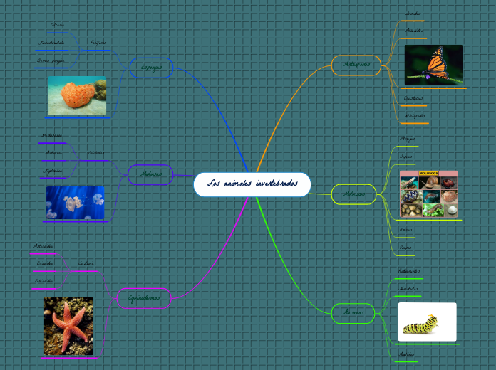 Los animales invertebrados - Mapa Mental