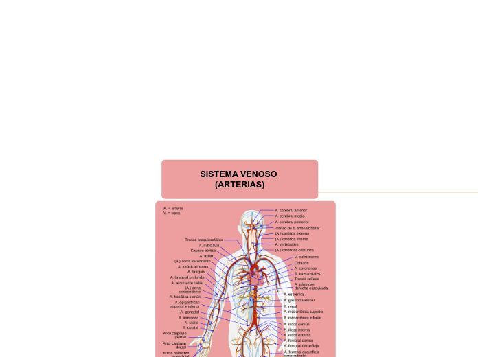 SISTEMA VENOSO (ARTERIAS) - Mapa Mental