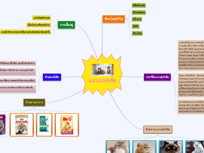 แมวเปอร์เซีย - Mind Map