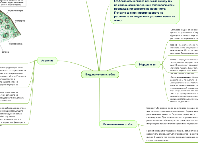 Видоизменени стъбла - Mind Map