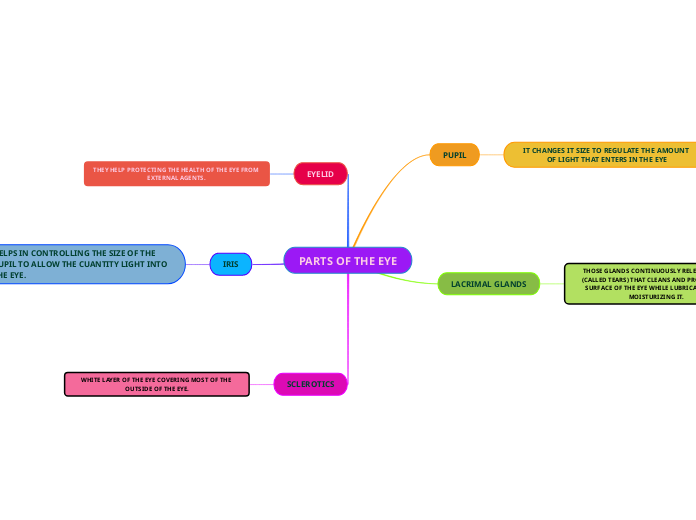 PARTS OF THE EYE - Mind Map