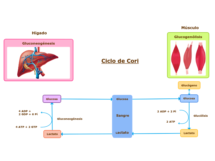 Glucosa




 Sangre




Lactato - Mapa Mental