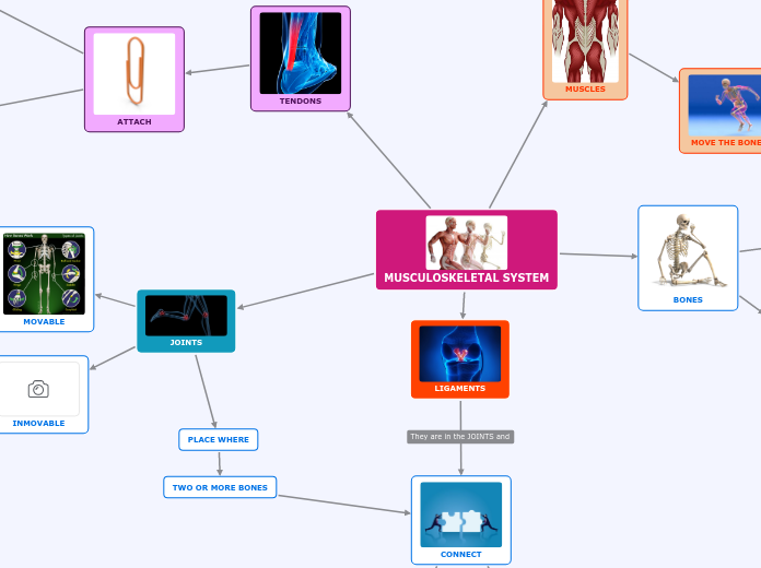 MUSCULOSKELETAL SYSTEM - Mind Map