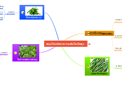 สมุนไพรรักษาความดันโลหิตสูง - Mind Map