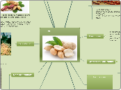 Cacahuate(Arachis hypogaea) - Mapa Mental