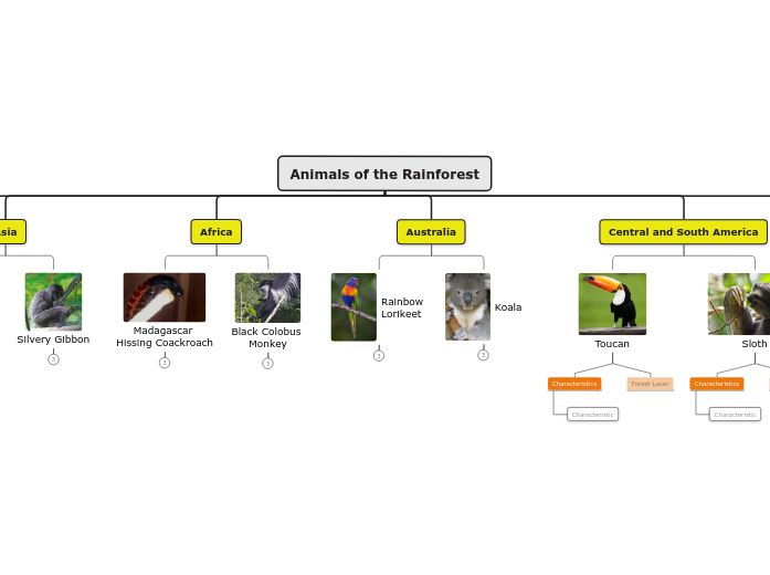 Animals of the Rainforest Mind Map