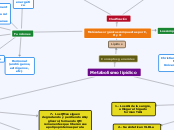 Metabolismo lipídico