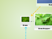 Food Chain - Mind Map