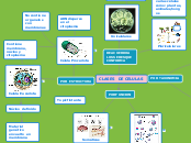 CLASES  DE CELULAS - Mapa Mental