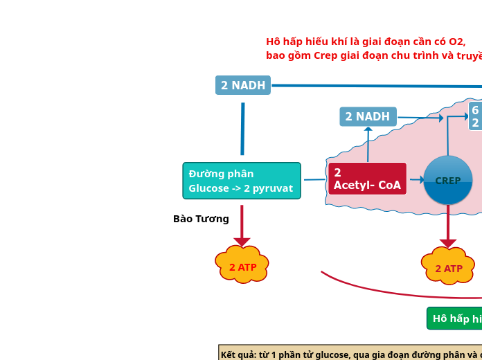 Đường phân 
Glucose -&gt; 2 pyruvat - Carte Mentale