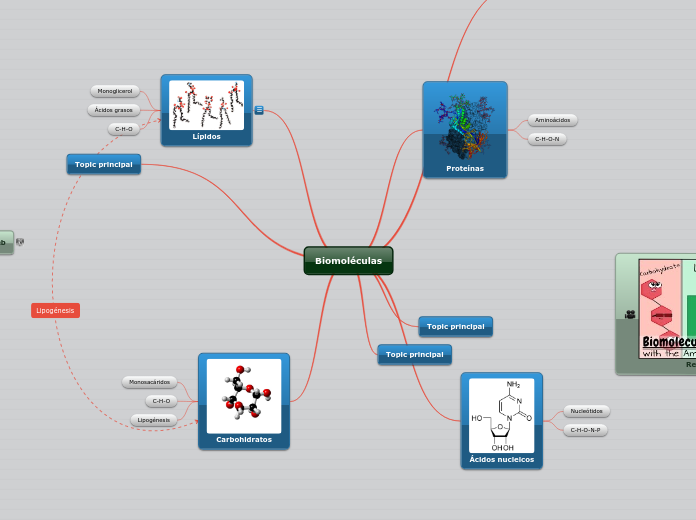 Biomoléculas - Mapa Mental