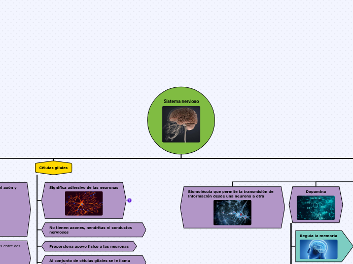 Sistema nervioso - Mapa Mental